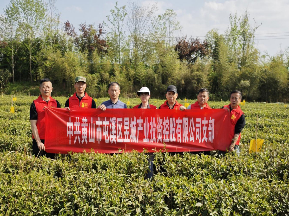 昱城產投公司黨支部開展“茶香潤初心，黨旗映茶園”主題黨日活動