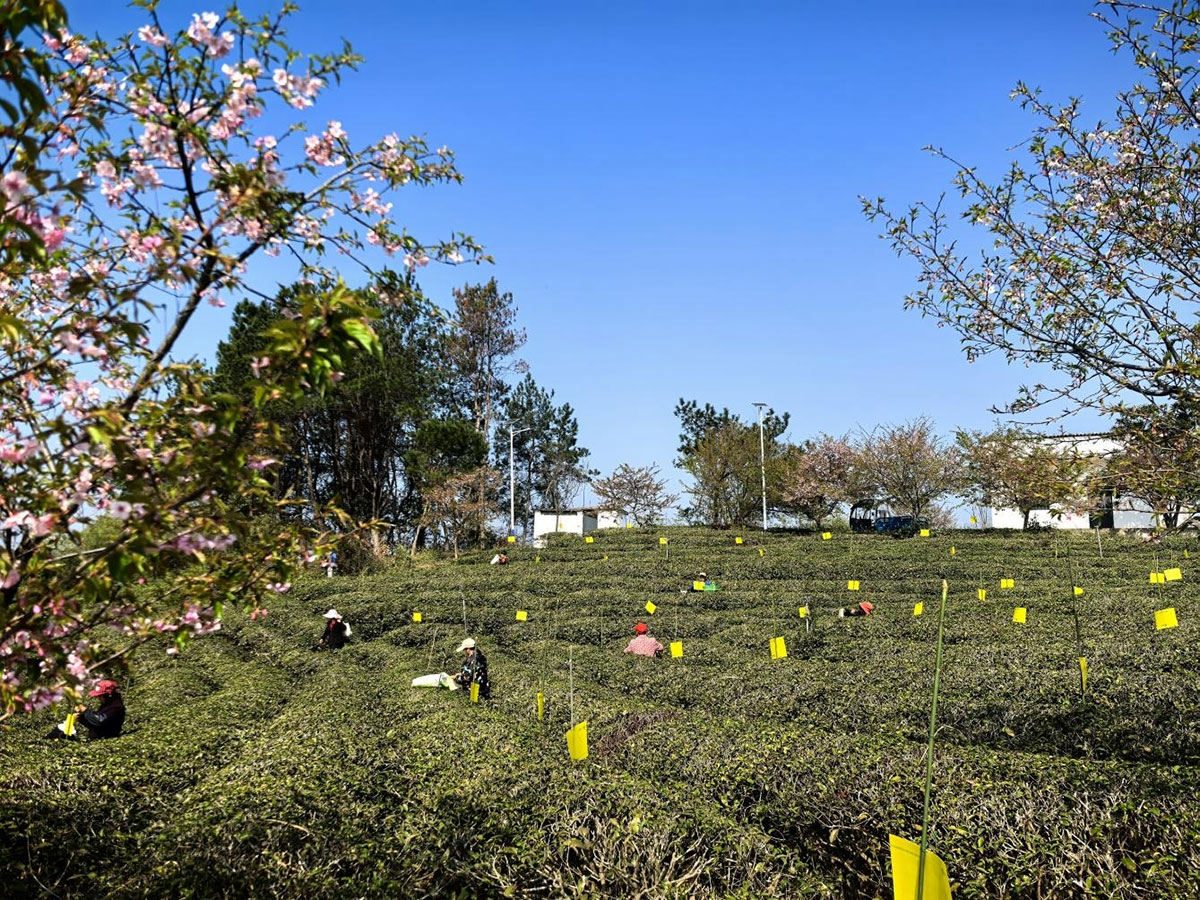 屯溪實(shí)驗(yàn)茶場(chǎng)：插放粘蟲(chóng)黃板 護(hù)航綠色茶園